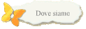 Dove siamo